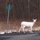 Illustration for article titled The Worlds Largest Herd of White Deer Lives in New York